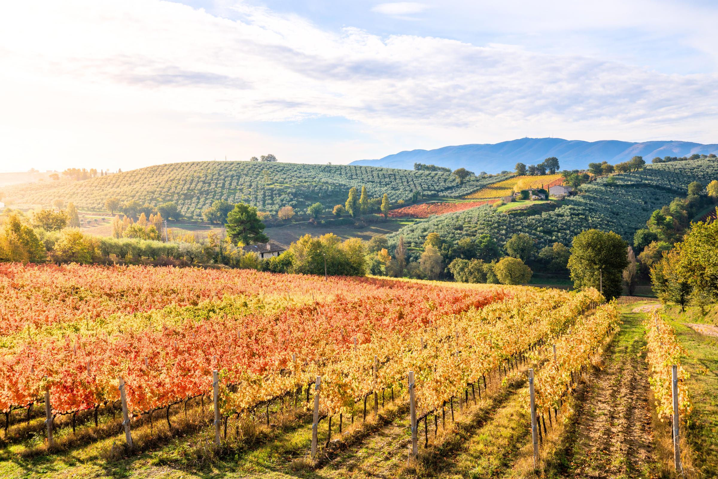 26_Montefalco[1].webp